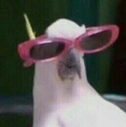 A bird with cool sunglasses