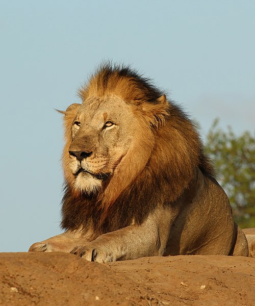 Lion(Panthera leo)