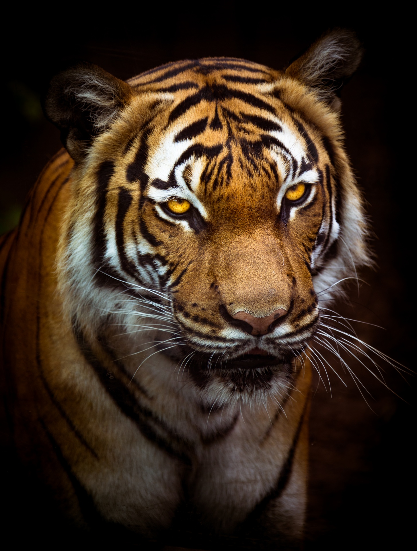 Tiger Portrait